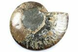 Cut & Polished Ammonite Fossil (Half) - Madagascar #364930-1